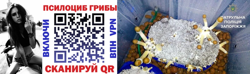 где купить наркоту  Калининск  Галлюциногенные грибы Cubensis 